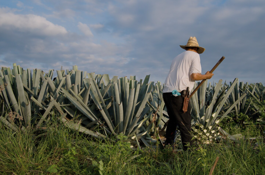 ¿Cómo Elegir Un Tequila Premium? Guía Completa
