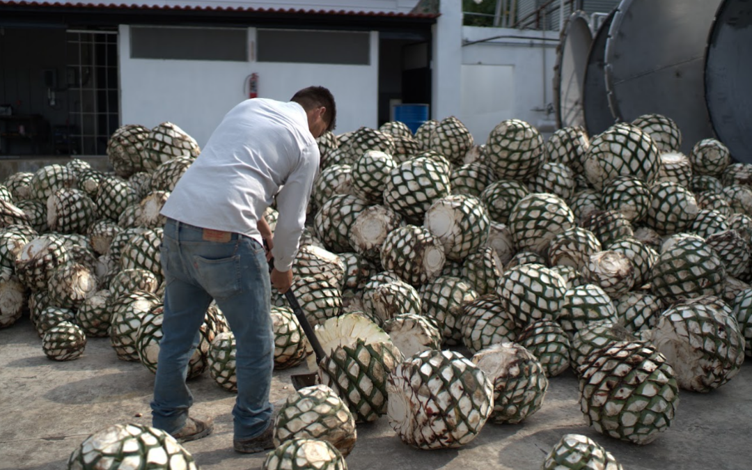 ¿Por Qué El Agave Azul Tarda Años En Convertirse En Un Gran Tequila?